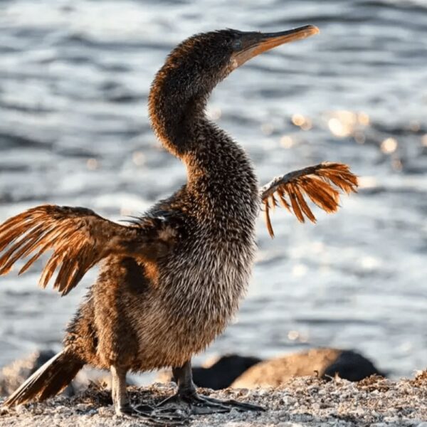 TOUR PLAYA CORMORANT